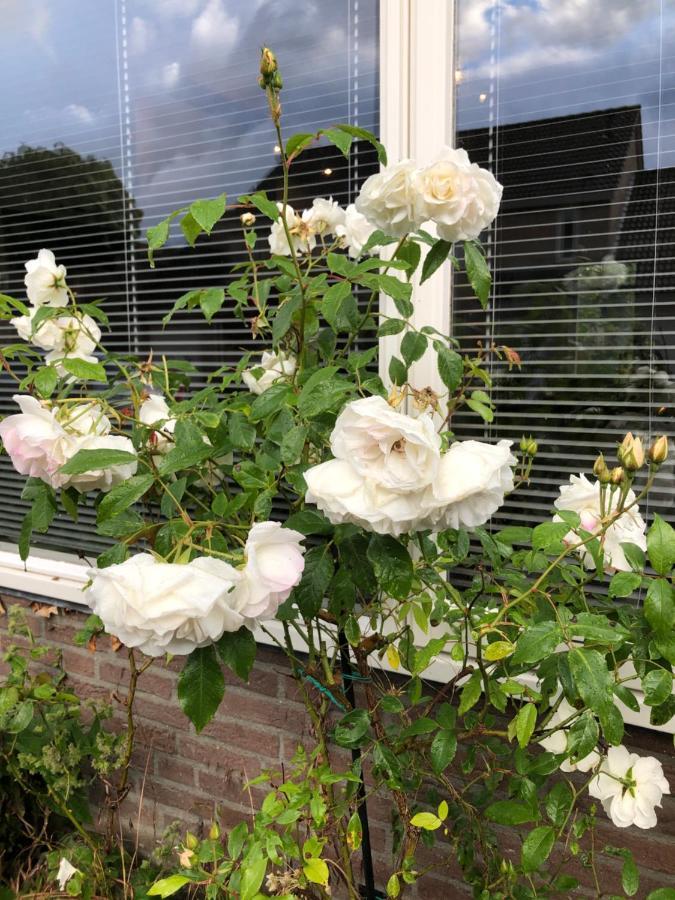 Vakantiewoning In Middelburg Zeeland ภายนอก รูปภาพ